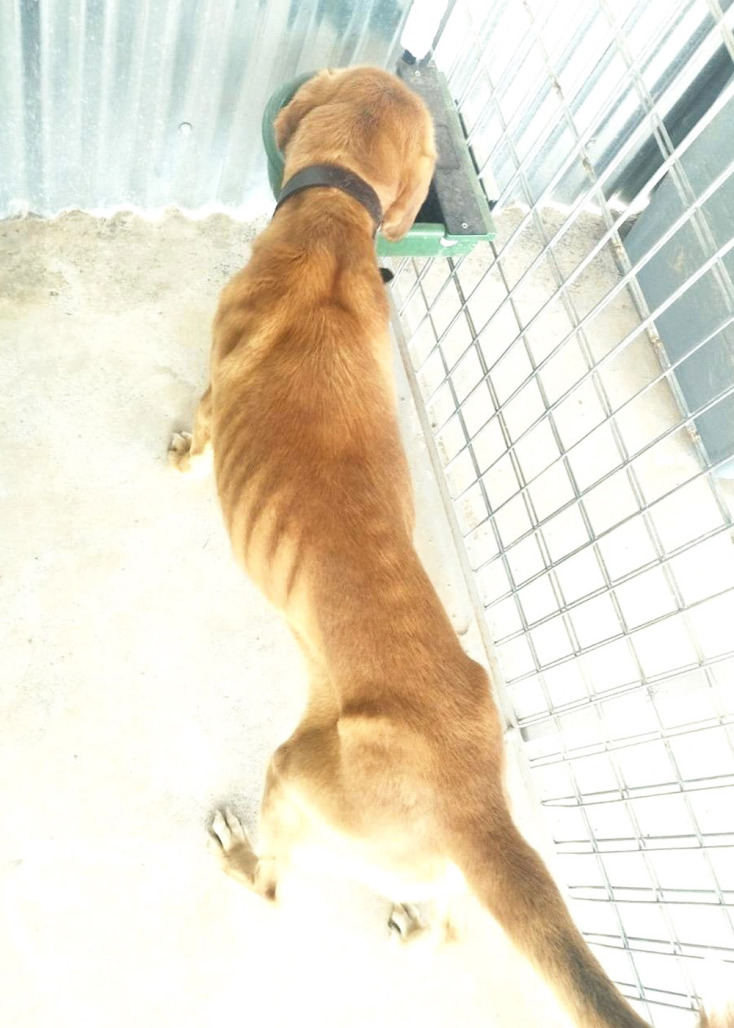 Σκελετωμένα σκυλιά στο κυνοκομείο Τρίπολης