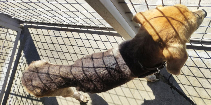 Σκελετωμένα σκυλιά στο κυνοκομείο Τρίπολης