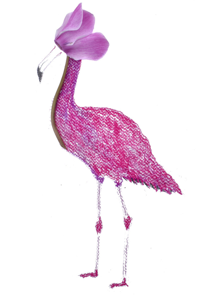 Tο Κυκλαμίνγκο © Ζώα από τα Άγραφα