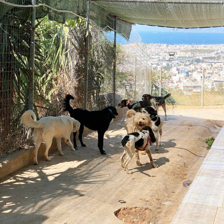 Ζωοφιλική Ένωση Ηλιούπολης