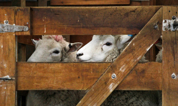 Το Μανιφέστο των Ζώων