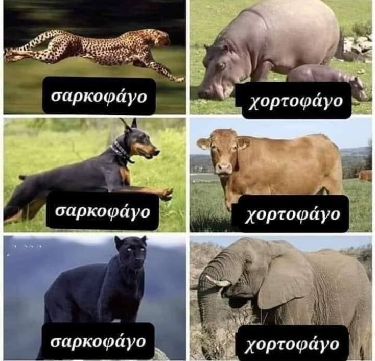 Αστεία memes, ατάκες, YOLO βίντεο, viral, αστεία video στο TikTok που ανέβηκαν στο διαδίκτυο και μας έκαναν να γελάσουμε.