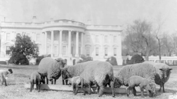 Τα κατοικίδια πρόβατα του Λευκού Οίκου © Library of Congress, Washington, D.C