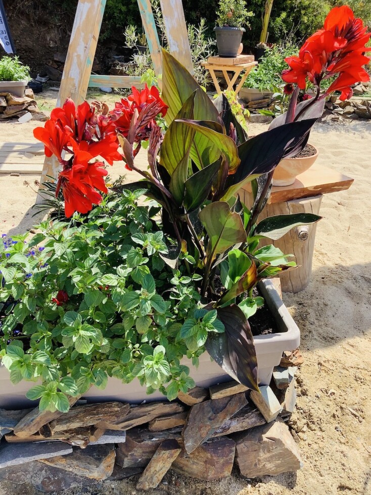 Αρετές Χαλκιδικής, Μπάρμπα-Τόλης