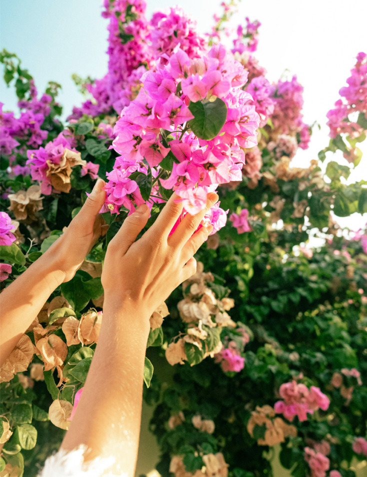 Χαρούμενα λουλούδια στο καλοκαιρινό «λιοπύρι»