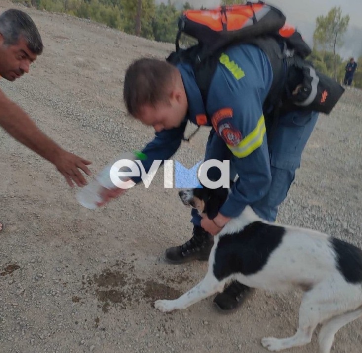 Φωτιά στην Εύβοια: Πυροσβέστης έσωσε σκυλάκι μέσα από το δάσος