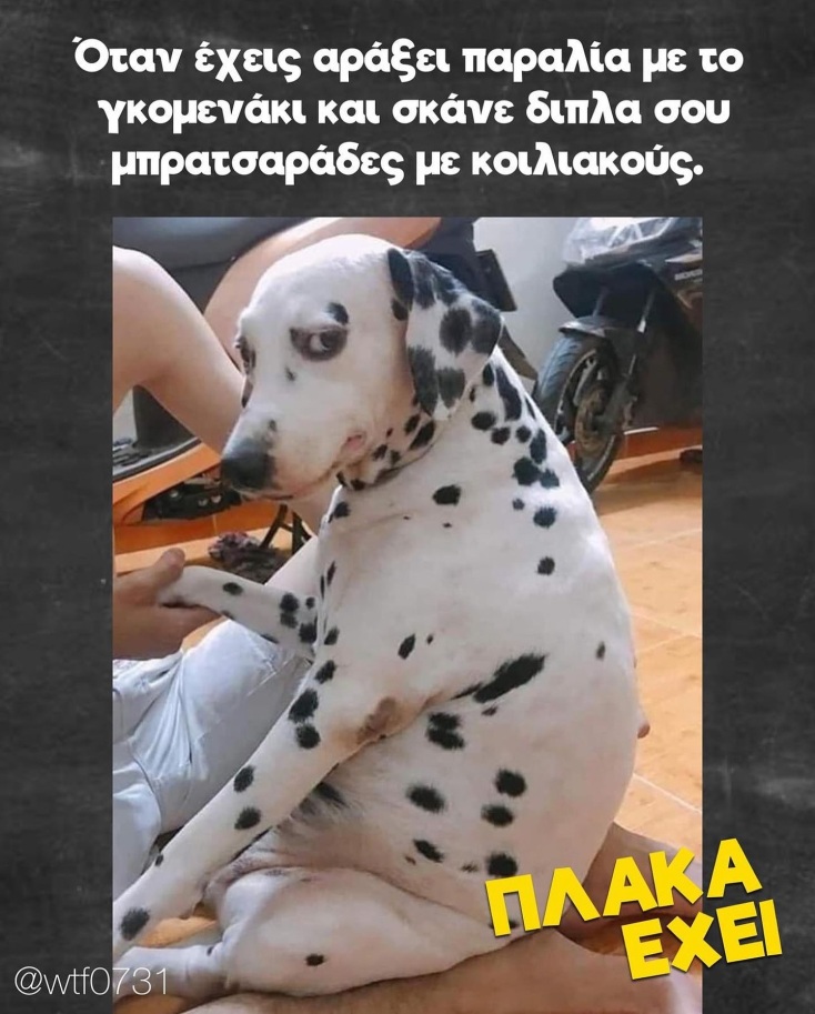 Αστεία memes, ατάκες, YOLO βίντεο, viral, αστεία video στο TikTok που ανέβηκαν στο διαδίκτυο και μας έκαναν να γελάσουμε.