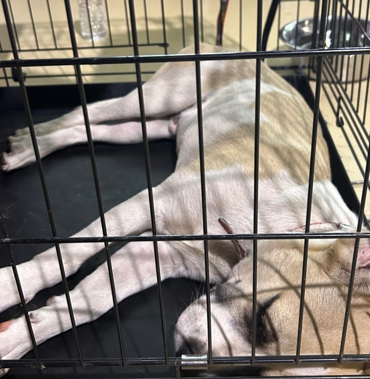 Dogs' Voice: Στον σταθμό πυρόπληκτων ζώων στο Γαλάτσι από τη φωτιά στην Αττική