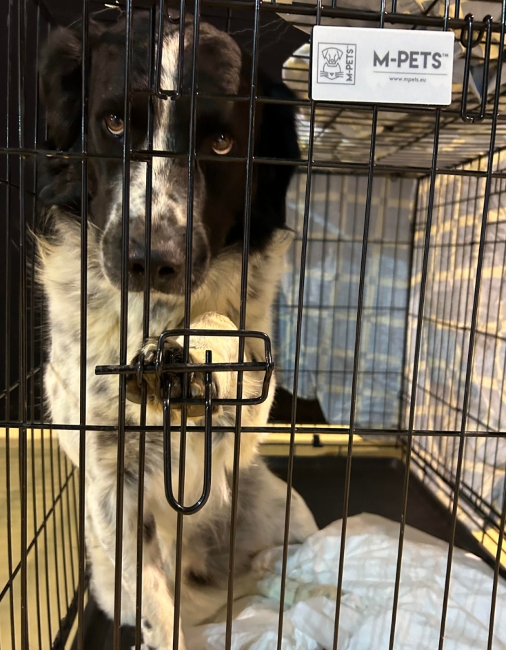 Dogs' Voice: Στον σταθμό πυρόπληκτων ζώων στο Γαλάτσι από τη φωτιά στην Αττική