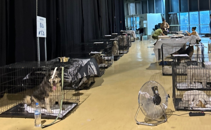 Dogs' Voice: στον σταθμό πυρόπληκτων ζώων στο Γαλάτσι από τη φωτιά στην Αττική