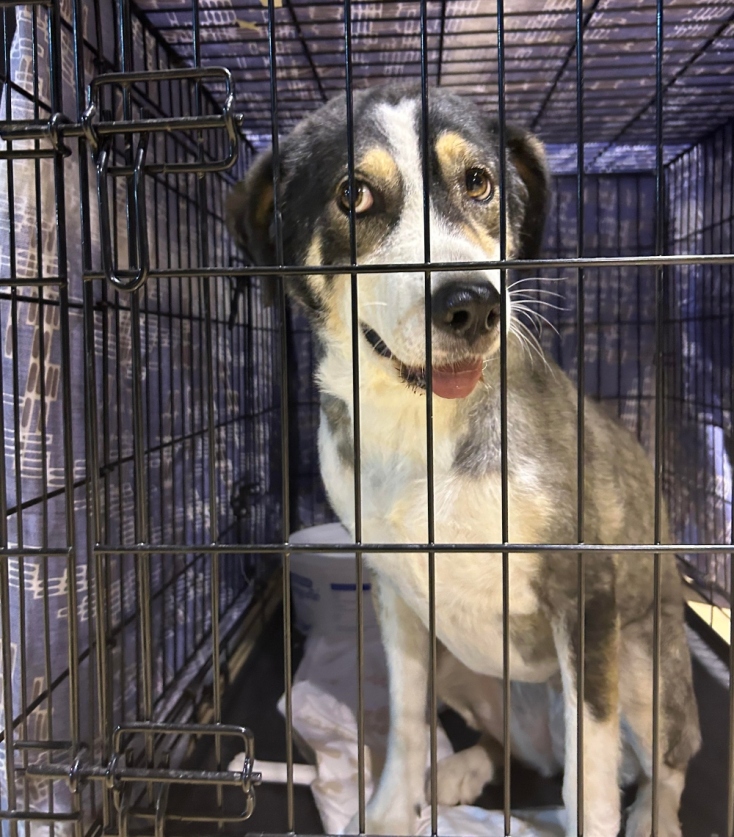 Dogs' Voice: Στον σταθμό πυρόπληκτων ζώων στο Γαλάτσι από τη φωτιά στην Αττική