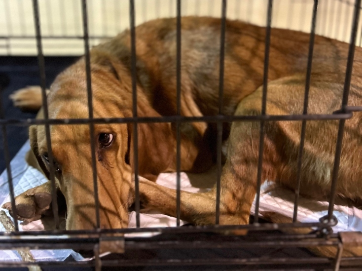 Dogs' Voice: Στον σταθμό πυρόπληκτων ζώων στο Γαλάτσι από τη φωτιά στην Αττική