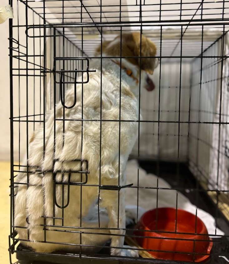 Dogs' Voice: Στον σταθμό πυρόπληκτων ζώων στο Γαλάτσι από τη φωτιά στην Αττική