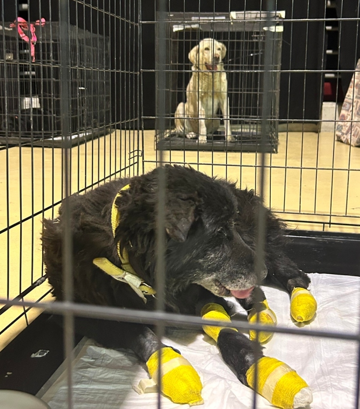 Dogs' Voice: Στον σταθμό πυρόπληκτων ζώων στο Γαλάτσι από τη φωτιά στην Αττική