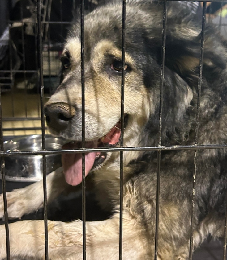 Dogs' Voice: στον σταθμό πυρόπληκτων ζώων στο Γαλάτσι από τη φωτιά στην Αττική