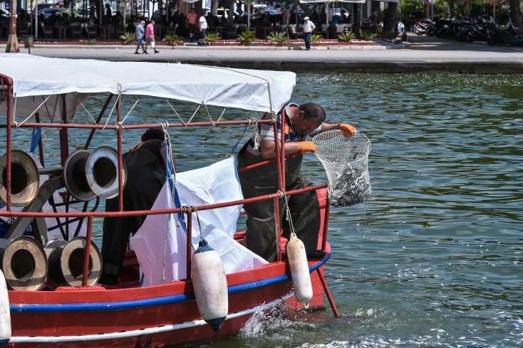 Βόλος: Το λιμάνι της πόλης γέμισε με χιλιάδες νεκρά ψάρια – Αποκρουστικές εικόνες και έντονη δυσοσμία