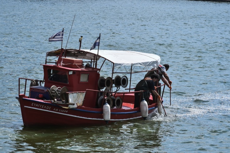Βόλος: Το λιμάνι της πόλης γέμισε με χιλιάδες νεκρά ψάρια – Αποκρουστικές εικόνες και έντονη δυσοσμία