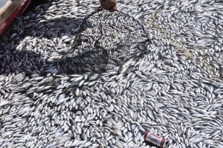Νεκρά ψάρια στα νερά του Βόλου