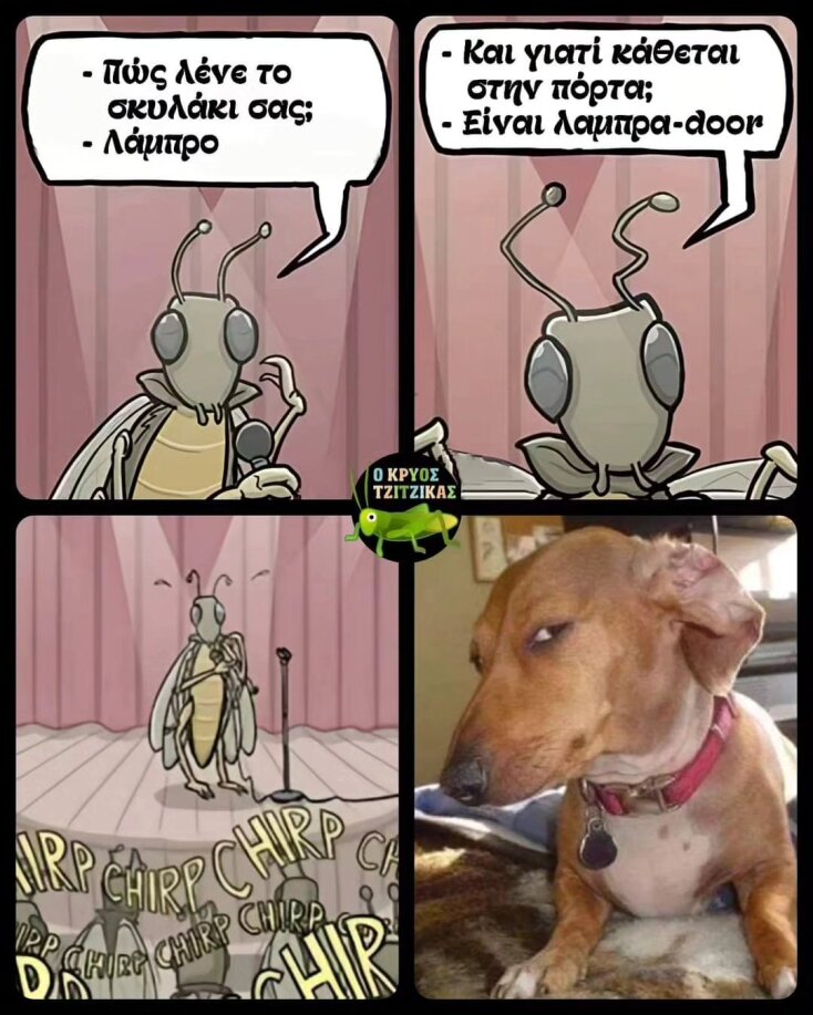 Αστεία memes, ατάκες, YOLO βίντεο, viral, αστεία video στο TikTok που ανέβηκαν στο διαδίκτυο και μας έκαναν να γελάσουμε.