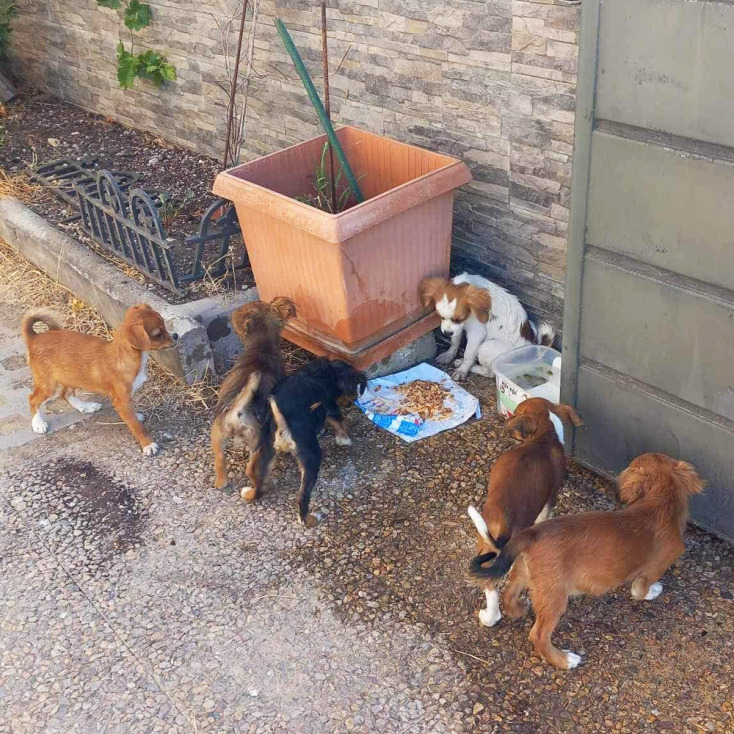 Τα αδέσποτα εκπέμπουν SOS