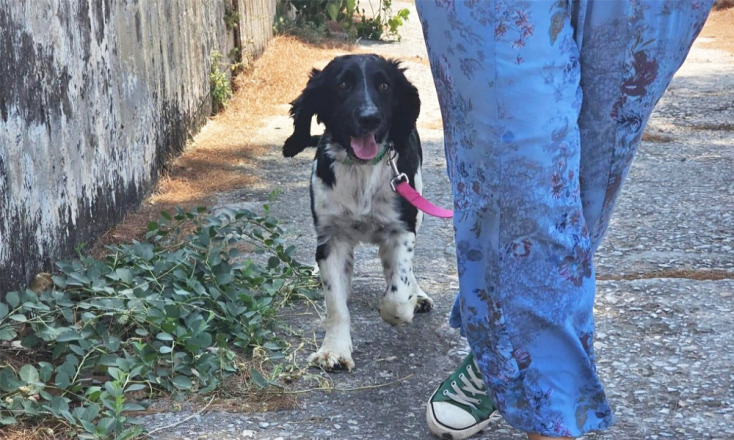 Τα αδέσποτα εκπέμπουν SOS