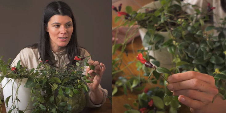 Αισχύνανθος ή φυτό κραγιόν