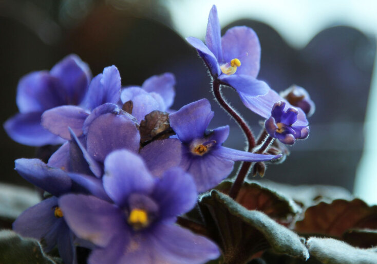 Αφρικάνικη βιολέτα