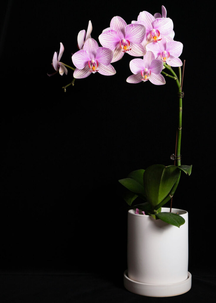 Ορχιδέα