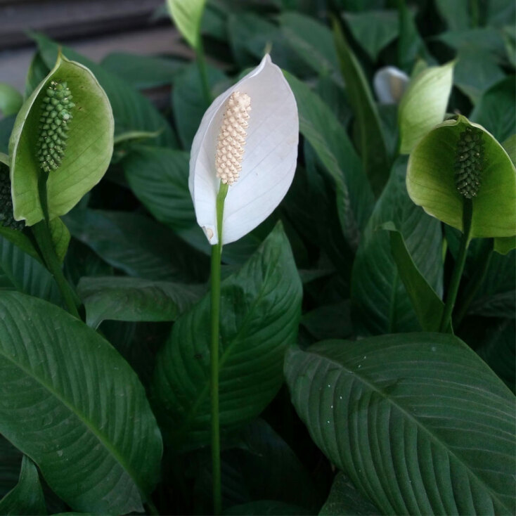 Σπαθίφυλλο