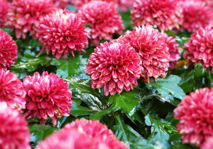 Χρυσάνθεμο