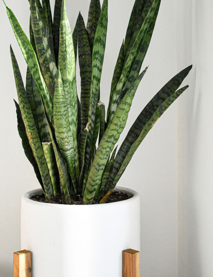 Σανσεβιέρια ή Σανσιβέρια ή Γλώσσα της Πεθεράς