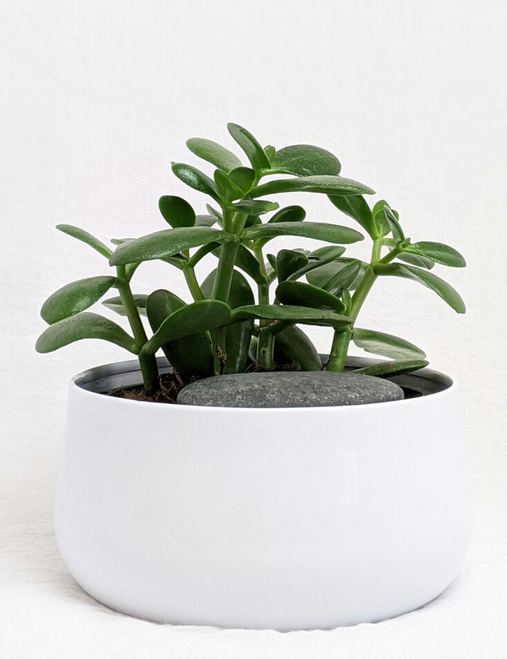 Κράσουλα ή Κρασούλα ή Jade Plant