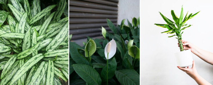 Αγλαόνημα, Σπαθίφυλλο ή Κρίνος της Ειρήνης, Δράκαινα