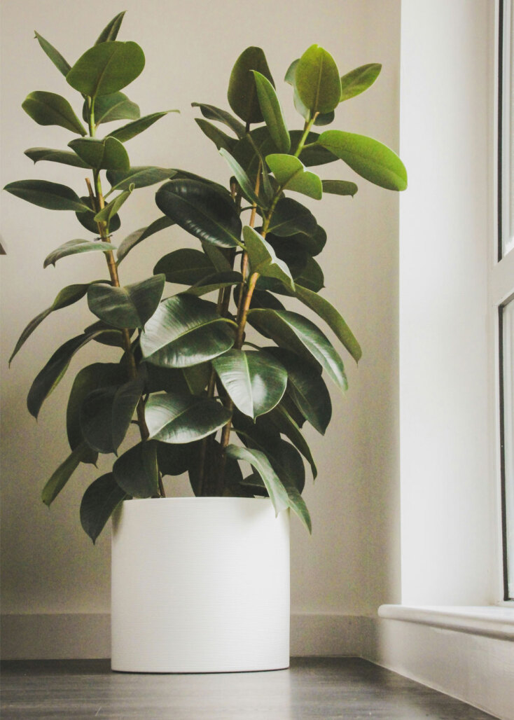 Φίκος Ελάστικα