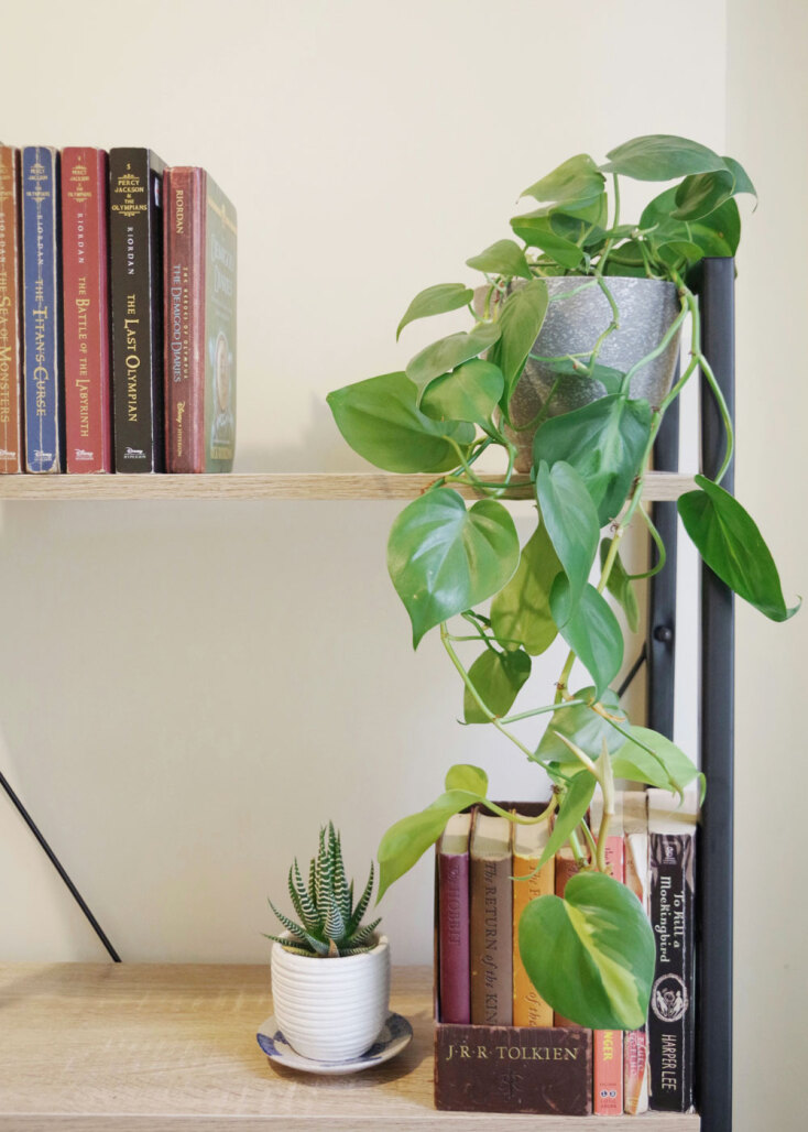 Φιλόδεντρο