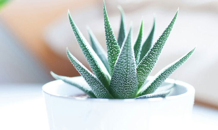 Μικρά παχύφυτα