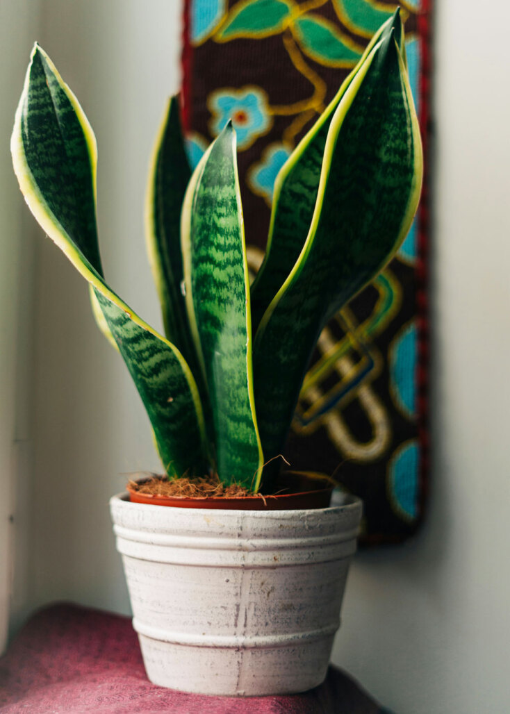 Σανσεβιέρια ή Σανσιβέρια