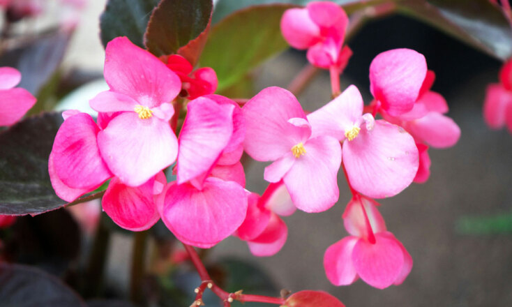 Μπιγκόνια ή Βιγόνια