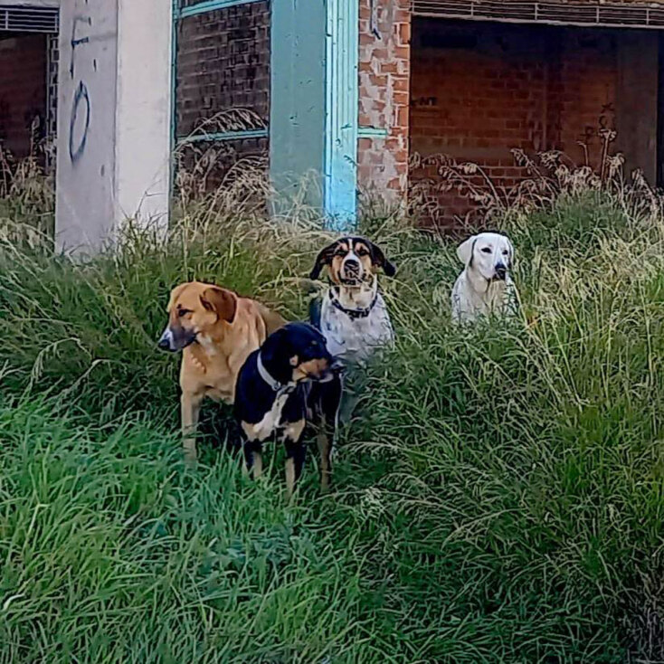 Αδέσποτοι Σκύλοι