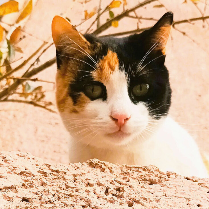 Αδέσποτη γάτα