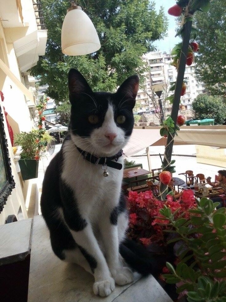 Η γάτα στο καφέ-μπαρ Ενοχές