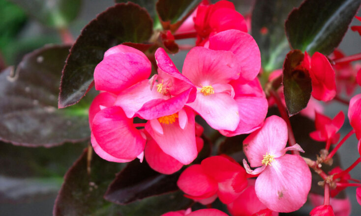 Μπιγκόνια ή Βιγόνια
