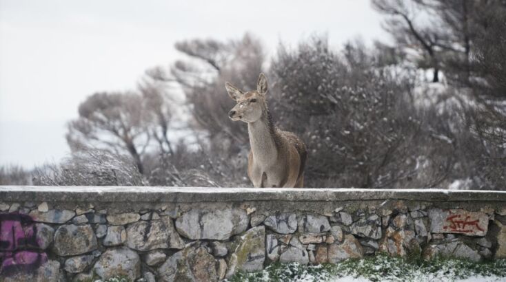 Κακοκαιρία Coral, Πάρνηθα