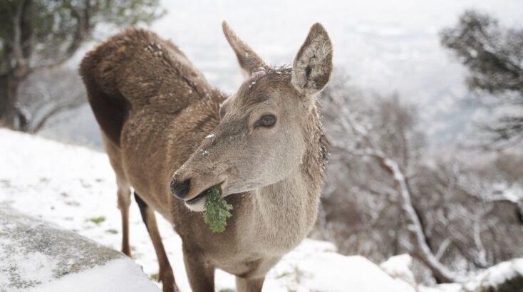 Κακοκαιρία Coral, Πάρνηθα 