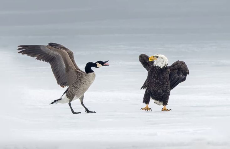 Canada goose fights off bald eagle in rare, symbolism-laden battle on ice
