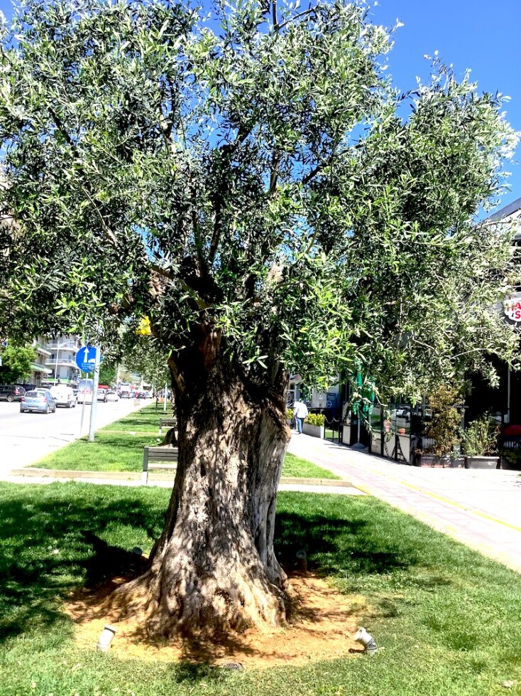 Οδός Αγγελάκη 