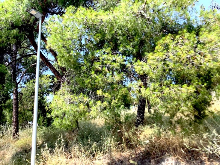 Σέιχ Σου - Κεδρηνός Λόφος