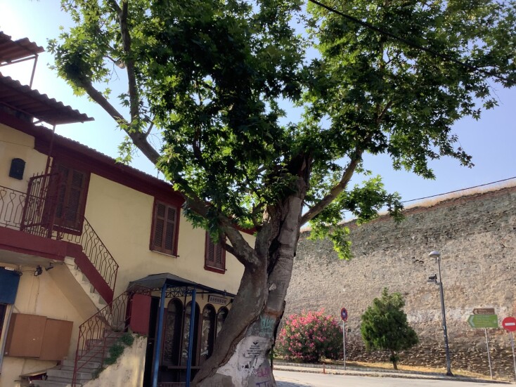 Ο Πλάτανος της Άνω Πόλης