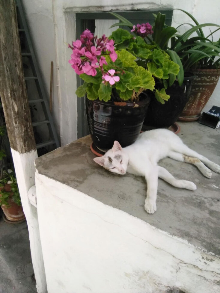 Bασίλης Καρακατσάνης | Σκύρος