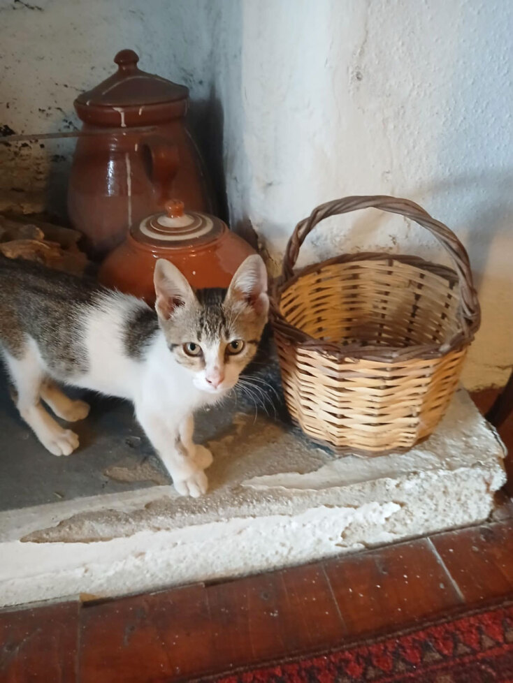 Bασίλης Καρακατσάνης | Σκύρος